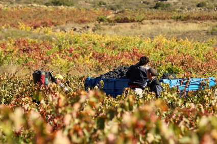 Tiempo de vendimia en la Rioja Alavesa