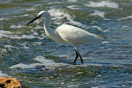 El Algarve celebra el Festival de Observación de Aves & Actividades de Naturaleza