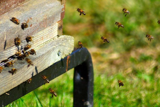 Descubrir el mundo de la apicultura en el colmenar La Piquera de Villena