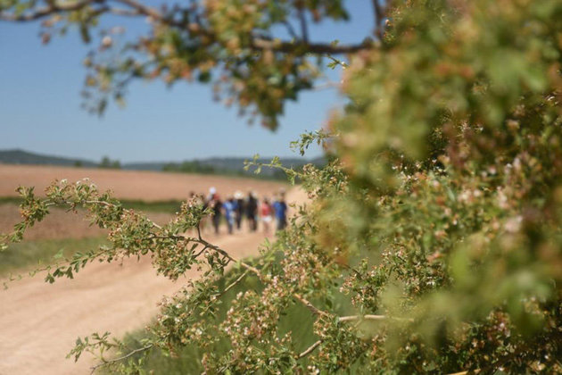 Por la Alcarria, tras los pasos de Camilo José Cela