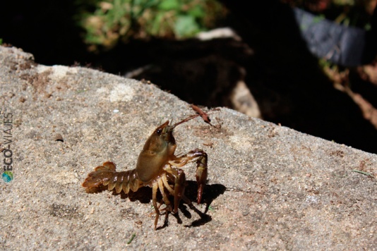 El cangrejo autóctono posando para la foto El cangrejo autóctono posando para la foto