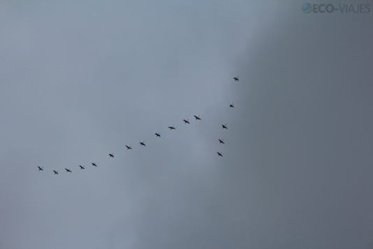 Zumaia - Grullas en vuelo