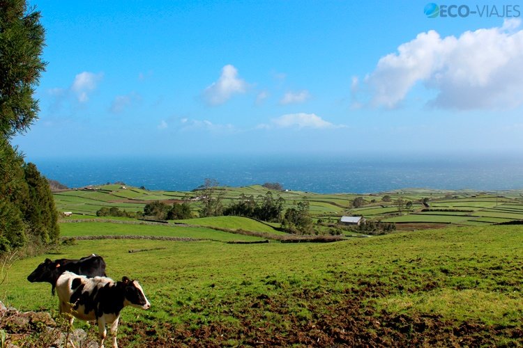 Los verdes campos de Terceira en la zona de Agualva