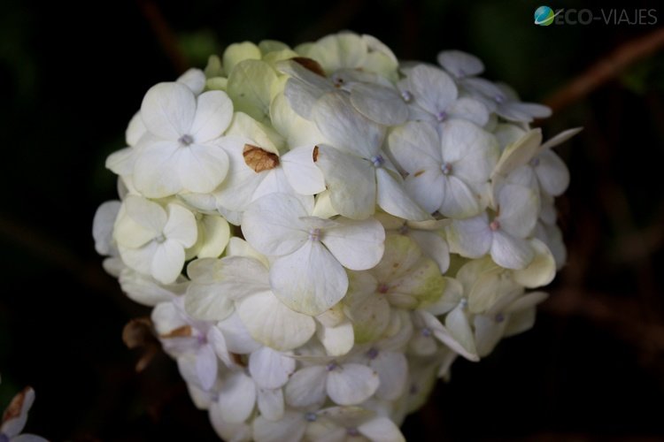 Una hortensia, todavía incipiente esperando la llegada de la primavera
