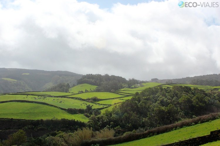La niebla en los campos de Agualva